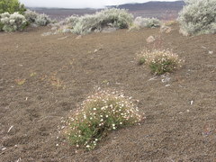 Erigeron karvinskianus image