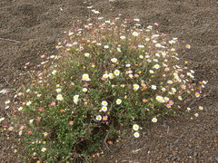 Erigeron karvinskianus image