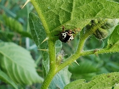 Calligrapha multipunctata