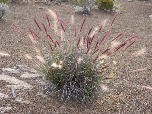 Cenchrus afer