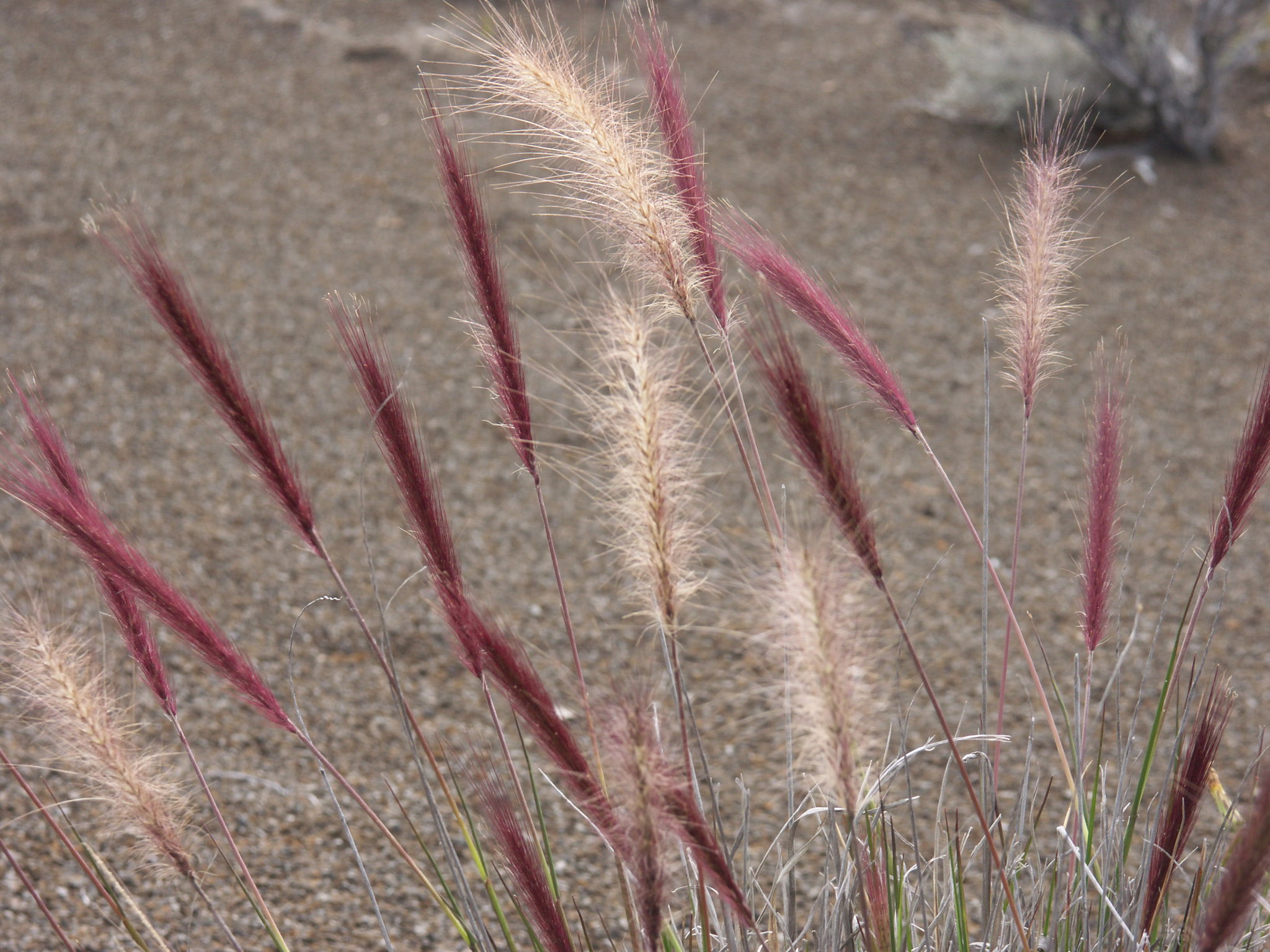 (c) Jean-Philippe BASUYAUX, certains droits réservés (CC BY-NC) https://www.inaturalist.org/observations/31144403