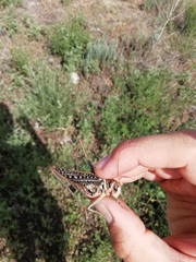 Decticus verrucivorus