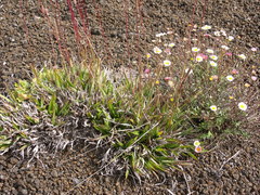 Erigeron karvinskianus image