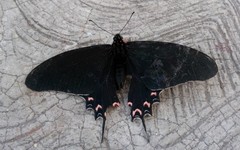 Mimoides thymbraeus aconophos