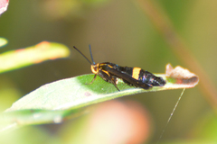 Carmenta pyralidiformis