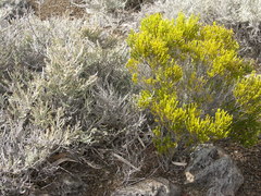 Erica reunionensis image