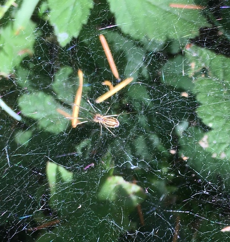 Sierra Dome Spider photo 6