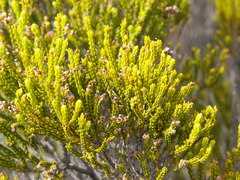 Erica reunionensis image