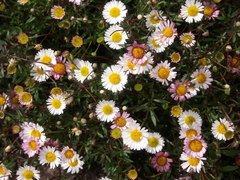 Erigeron karvinskianus image