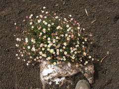 Erigeron karvinskianus image