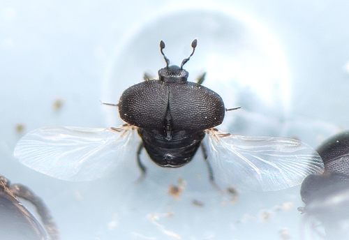 Chaetabraeus bonzicus