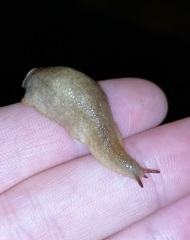 Testacella haliotidea