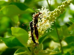 Odontocera aurocincta