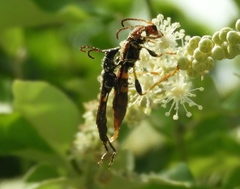 Odontocera aurocincta