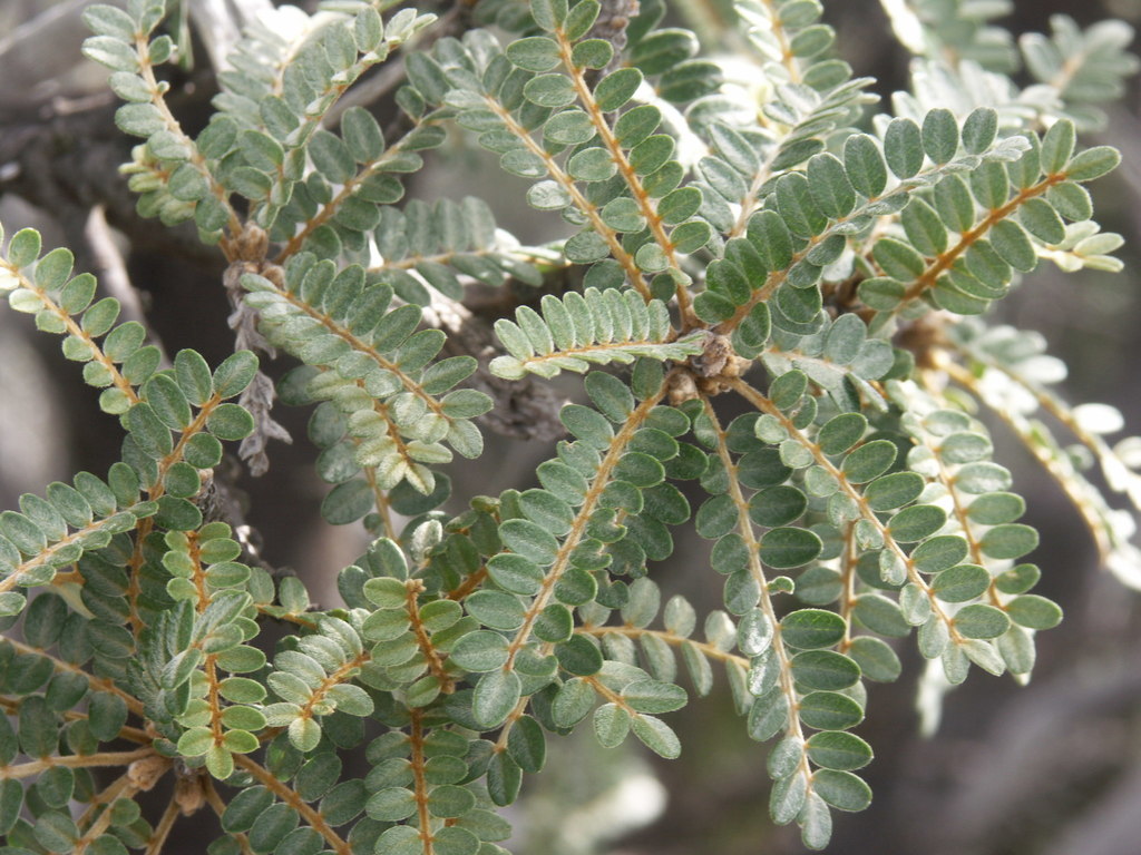Sophora denudata