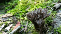 Thelephora anthocephala