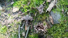 Thelephora anthocephala