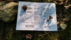 Thelephora anthocephala