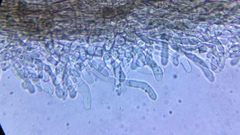 Thelephora anthocephala