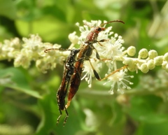 Odontocera aurocincta