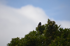 Geospizopsis unicolor