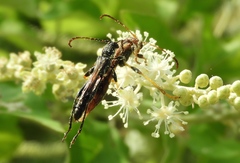 Odontocera aurocincta