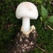 Amanita peckiana - Photo (c) Sigrid Jakob, some rights reserved (CC BY-NC), uploaded by Sigrid Jakob