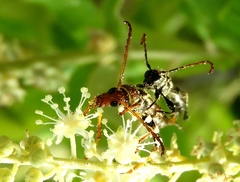 Odontocera aurocincta