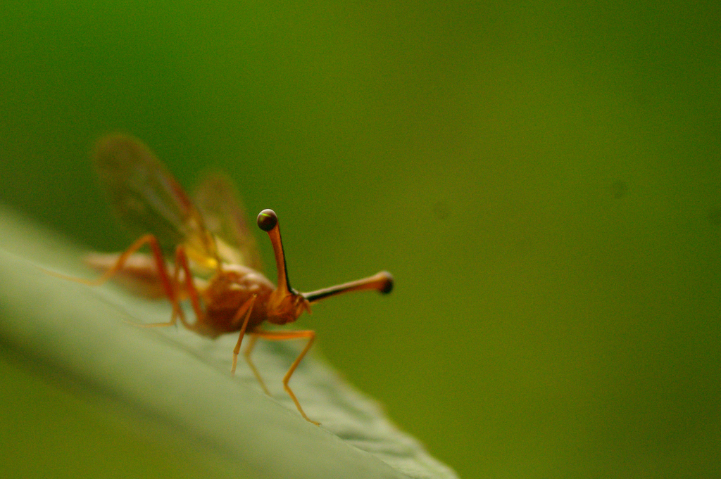 Pelmatops