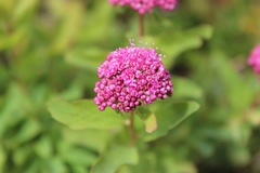 Spiraea splendens