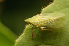 Rhynchomitra microrhina