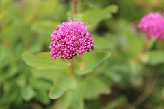 Spiraea splendens