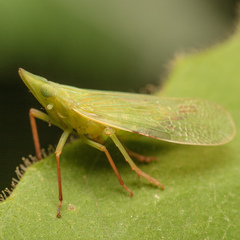 Rhynchomitra microrhina