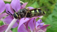Stratiomyomorpha