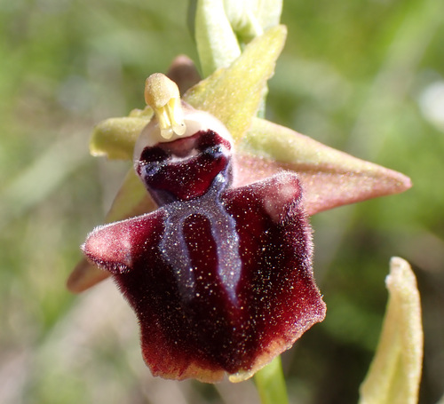 Image of Ophrys mammosa by (c) Thomas Gyselinck, some rights reserved (CC BY)