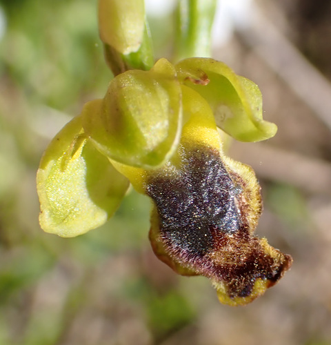 Image of Ophrys sicula by (c) Thomas Gyselinck, some rights reserved (CC BY)