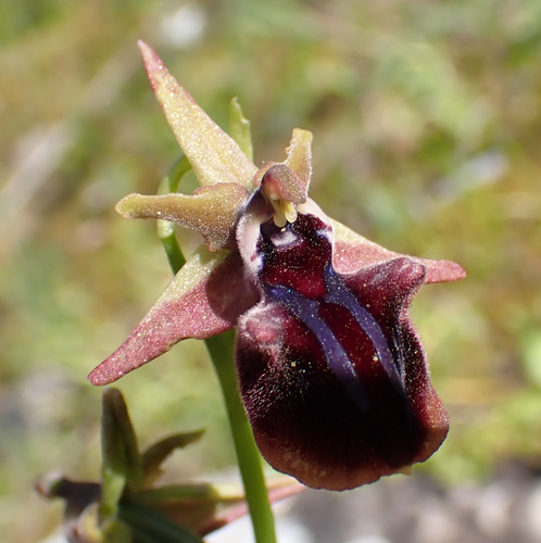 Image of Ophrys mammosa by (c) Thomas Gyselinck, some rights reserved (CC BY)