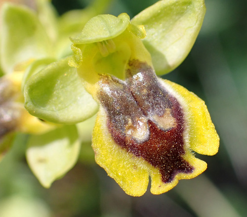 Image of Ophrys sicula by (c) Thomas Gyselinck, some rights reserved (CC BY)
