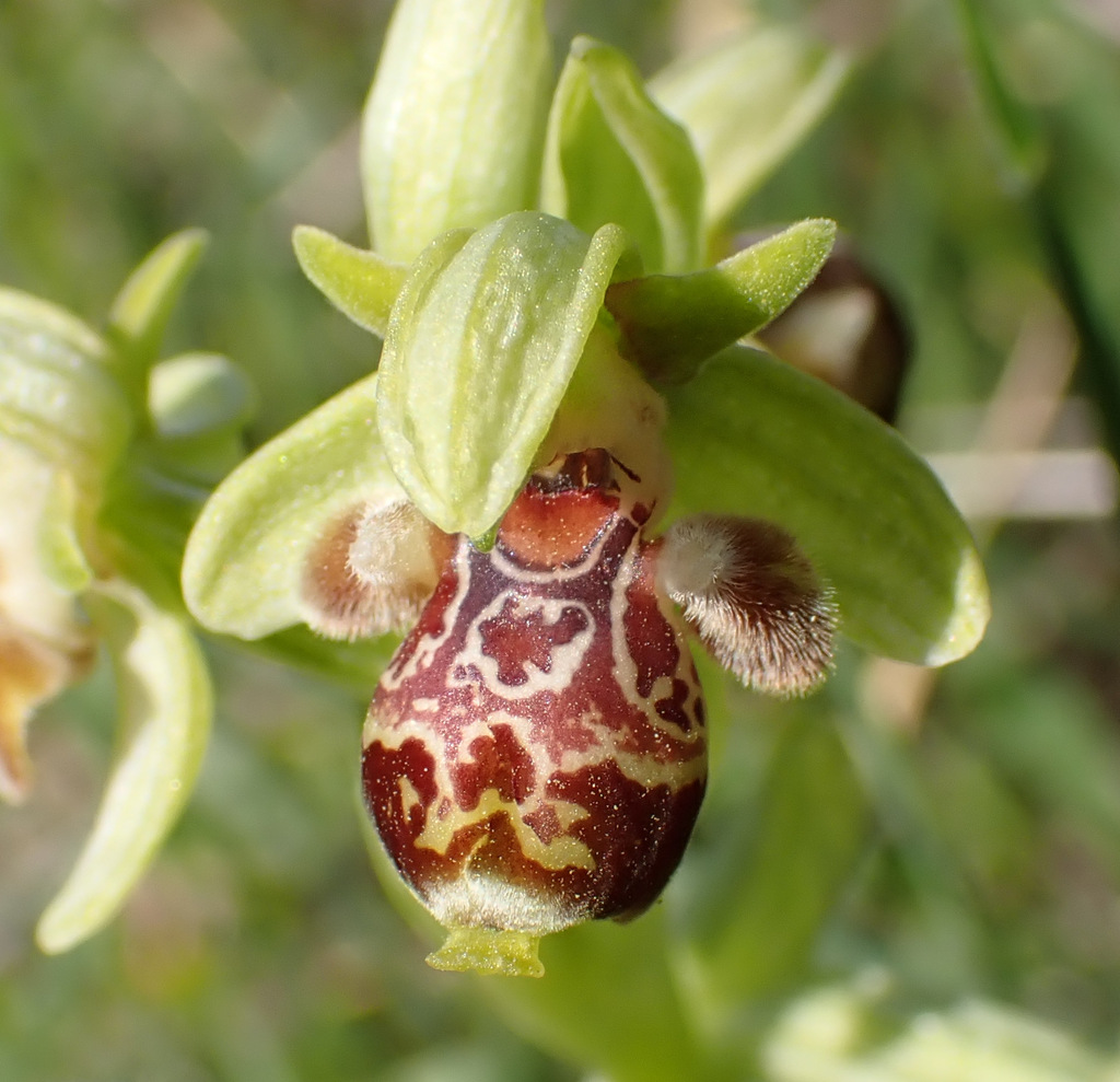Ophrys umbilicata