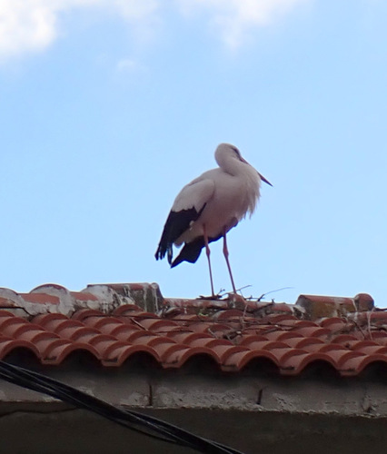 Cigüeña blanca (Ciconia ciconia)