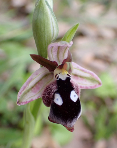 Image of Ophrys reinholdii by (c) Thomas Gyselinck, some rights reserved (CC BY)