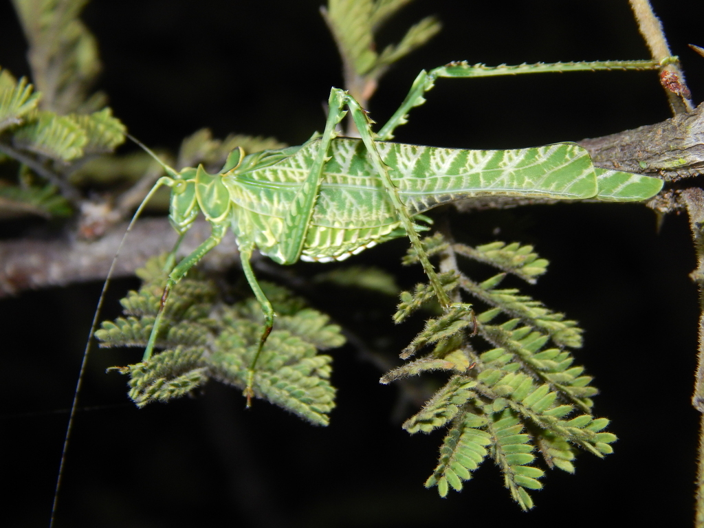Acacia Katydids