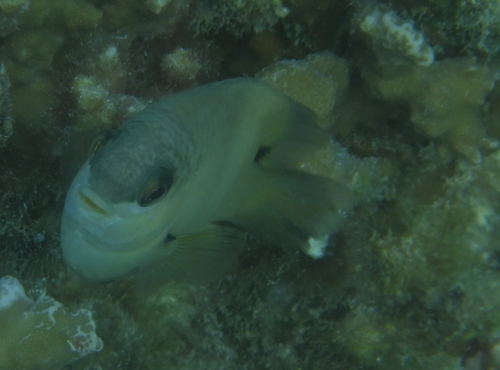 Dusky Gregory — seen at this dive site