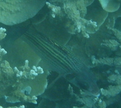 Spotfin Squirrelfish — seen at this dive site