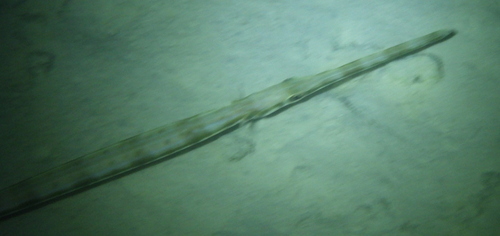Blue-spotted Cornetfish — seen at this dive site