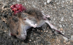 Apodemus flavicollis