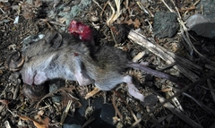 Apodemus flavicollis