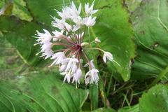 Allium cernuum