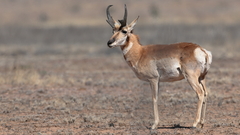 Pronghorn photo 2