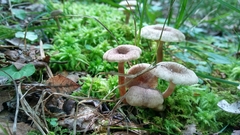 Lactarius griseus